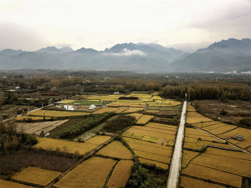 背靠大秦嶺的長(zhǎng)安王莽恢復(fù)了水稻種植，水鄉(xiāng)農(nóng)耕景觀得以再現(xiàn)。吳超攝