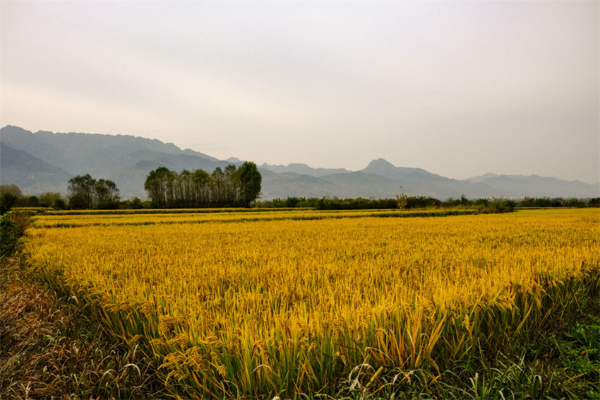 背靠大秦嶺的長(zhǎng)安王莽恢復(fù)了水稻種植，水鄉(xiāng)農(nóng)耕景觀得以再現(xiàn)。吳超攝