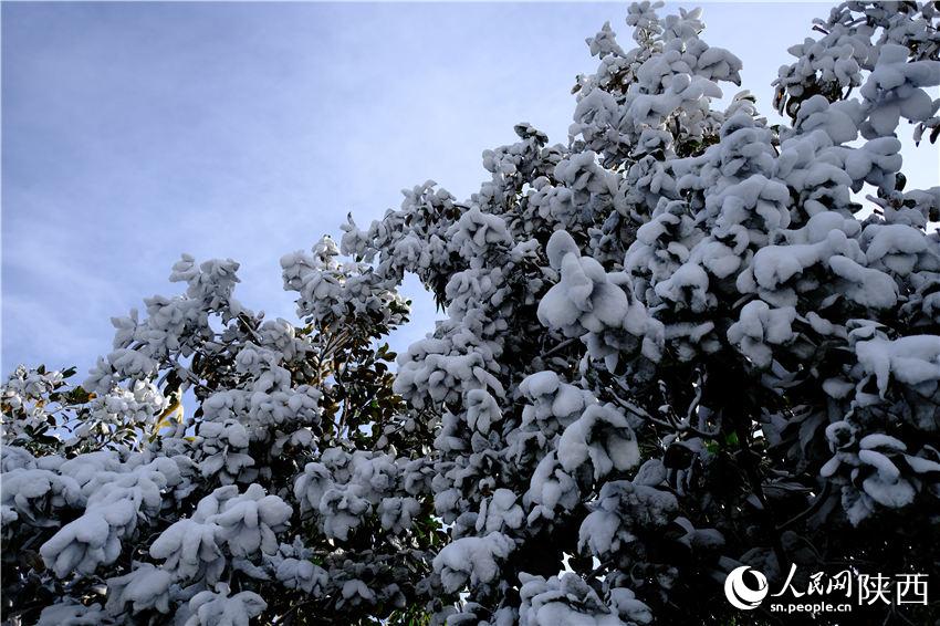 11月6日晚，古城西安迎來2021年第一場雪。吳超攝