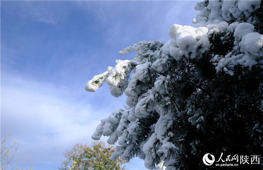 11月6日晚，古城西安迎來2021年第一場雪。吳超攝