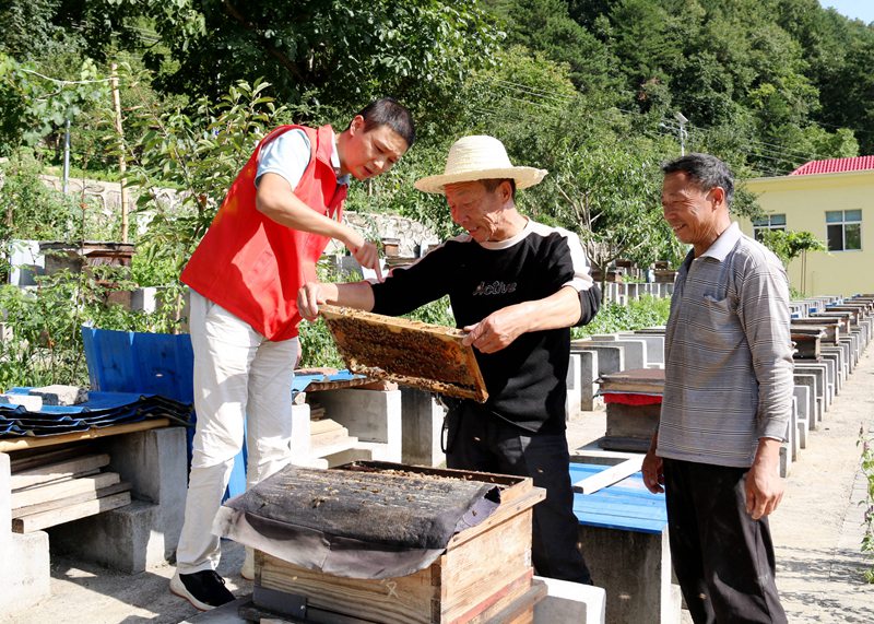 在“蜜蜂王國”長角壩鎮(zhèn)龍草坪村，黨員志愿者和蜂農(nóng)一起察看產(chǎn)蜜情況。 吳彥峰攝