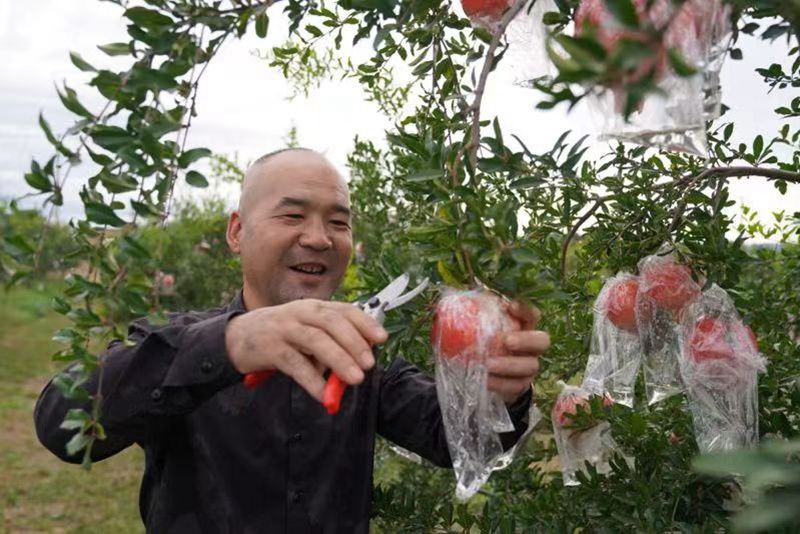 手捧剛采摘下來的石榴，果農(nóng)們喜笑顏開。王三合攝