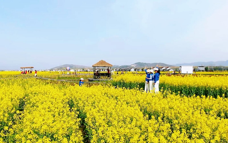 油菜花海吸引游客前來拍照打卡。任莉 攝