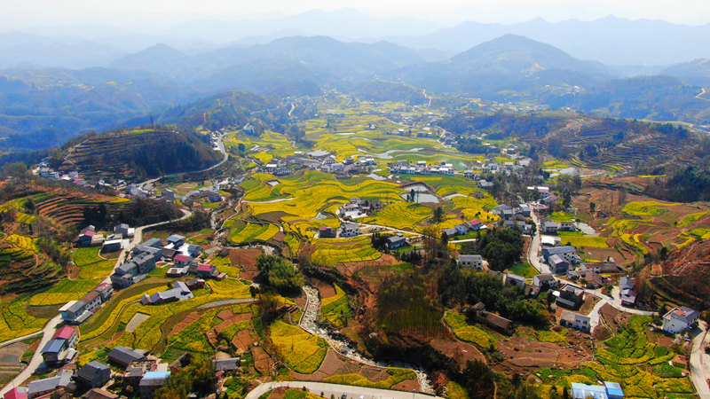 擁有260年歷史的鳳堰古梯田迎來最美油菜花海。