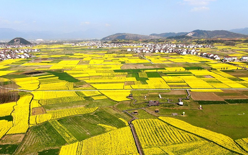 陜西省漢中市勉縣溫泉鎮(zhèn)劉家山村遍地金黃。石轉(zhuǎn)玲 攝