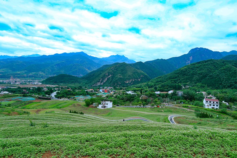 蕎麥花開(kāi)迎客來(lái)。肖奔 攝