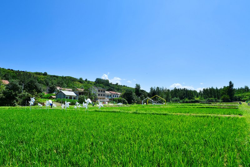 白鹿原上稻花香。陜西藍(lán)田縣前衛(wèi)鎮(zhèn)供圖