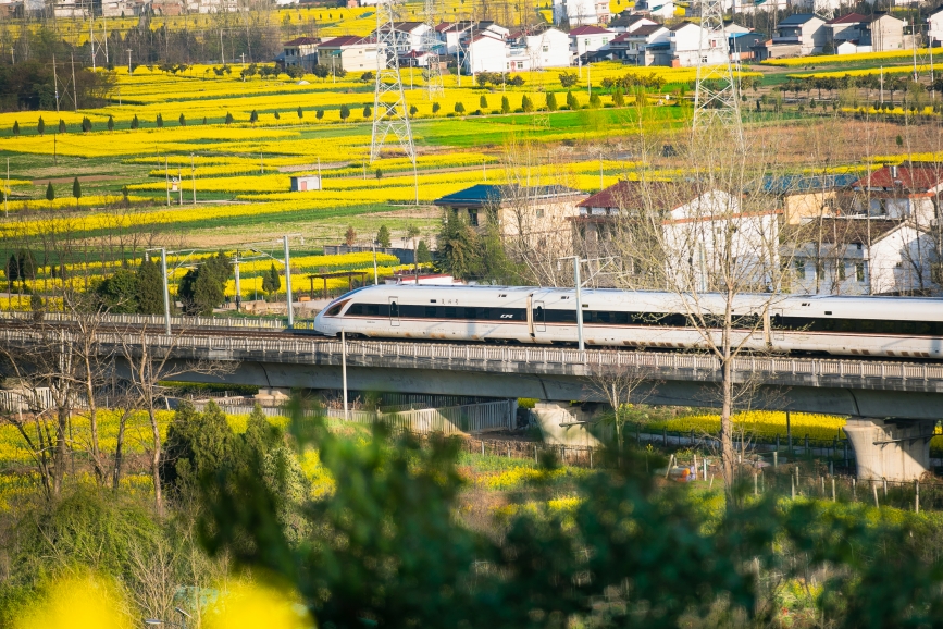 高鐵動(dòng)車組穿越油菜花海。劉一江攝