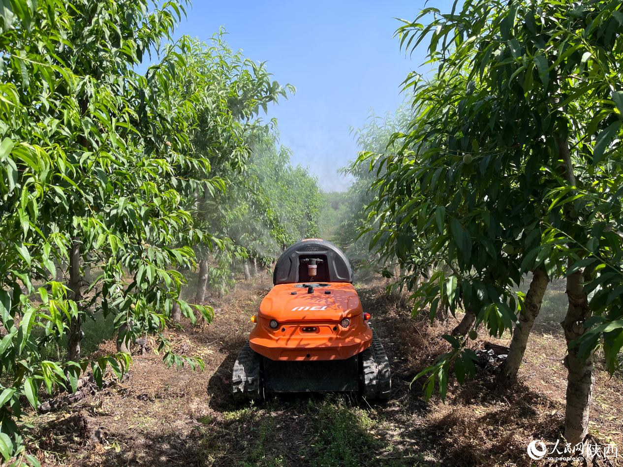 M200農(nóng)業(yè)無人車在果園進(jìn)行噴灑作業(yè)。人民網(wǎng)記者 吳超攝